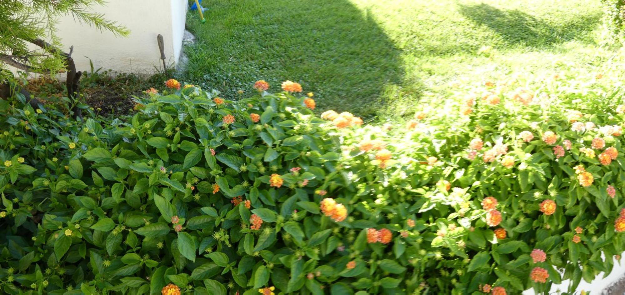 B&B Oliena Extérieur photo